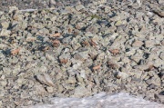 05_camosci mimetizzati